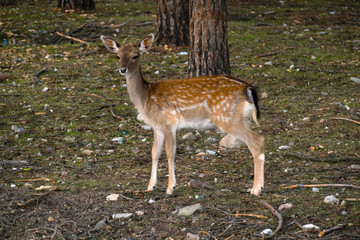 fallow-deer in the forest