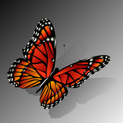 The Monarch butterfly  vector