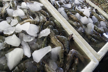 Fischmarkt in Kuta