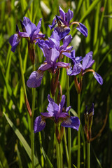 blue iris flowers in bloom