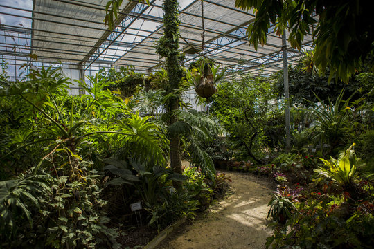 Ogr&oacute;d botaniczny