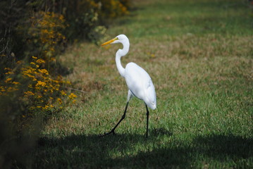 a beautiful white bird free in the park down by the river