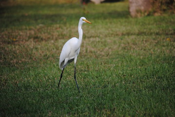 a beautiful white bird free in the park down by the river
