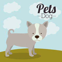 pet dog design 