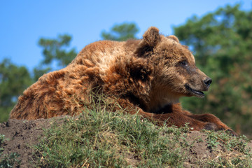 Fototapeta premium Bears, Veresegyhaz, Hungary