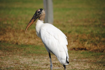 a beautiful wild bird standing by the river on a summer day posing for a photograph
