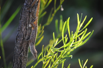 a lizard trying to camouflage himself on a branch of a tree