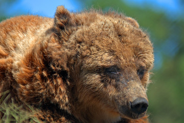 Bears, Veresegyhaz, Hungary