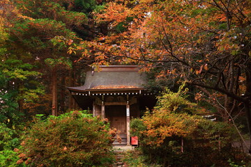  世界遺産　平泉中尊寺の紅葉 