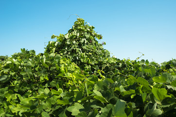 Mountain of kudzu