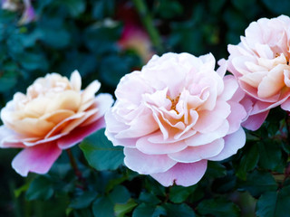 Pink orange color roses
