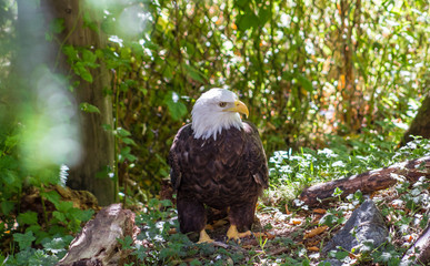 Portrait of a eagle