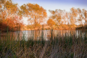View of a Pond in Autumn