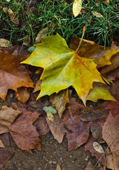 Autumn Leaves Sunny Fall Landscape Colorful Foliage Background