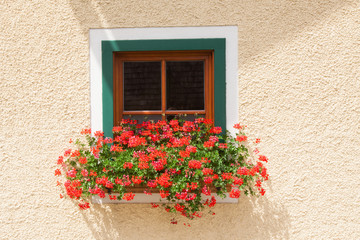 Flowers on the window.