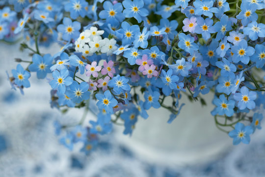 Fototapeta Niezapominajka kwiaty w wazonie