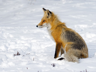 Red Fox sitting in the Snow.