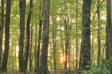 ormanda gün batımı ve ağaçlar