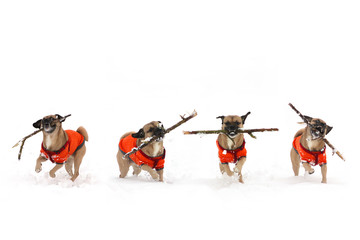 Bewegungsstudie Hund apportiert Stock im Schnee