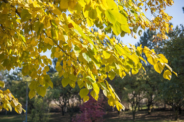 Branch with yellow leaves against the sunlight