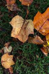 Autumn Leaves Sunny Fall Landscape Colorful Foliage Background