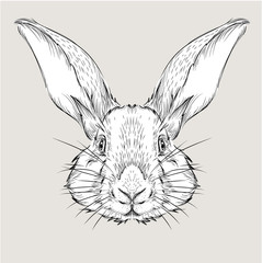 Naklejka premium The poster with the image rabbit portrait. Hand draw vector illustration.
