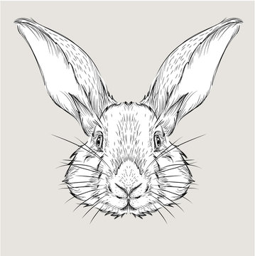 The poster with the image rabbit portrait. Hand draw vector illustration.