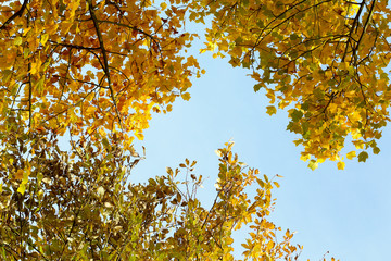 Autumn Leaves Sunny Fall Landscape Colorful Foliage Background