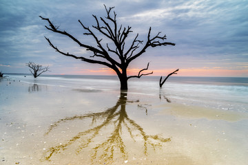 Old, weathered oak tree clings to foothold on Edisto Island Botany Bay Beach in South Carolina.