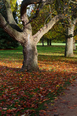 Autumn Leaves Sunny Fall Landscape Colorful Foliage Background