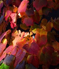 Sunnu Light Spot on Multi Colored Autumn Ivy Vine Leaves