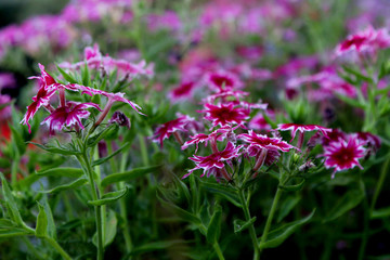 Fototapeta premium Annual Phlox