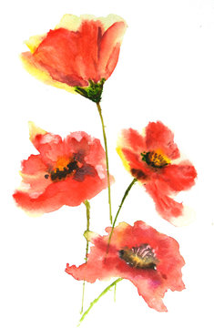 Red poppy flowers, watercolor illustrator
