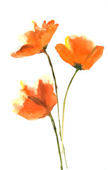 Red poppy flowers, watercolor illustrator