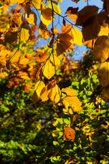 Autumn Leaves Sunny Fall Landscape Colorful Foliage Background