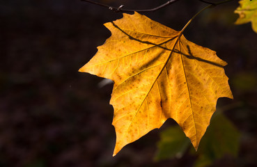 Autumn Leaves Sunny Fall Landscape Colorful Foliage Background