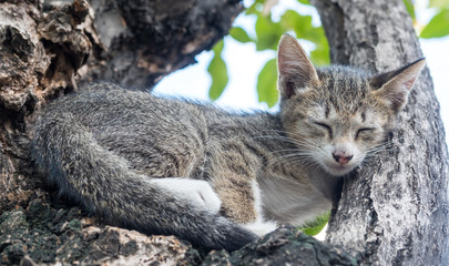 Little cute kitten sleep on tree