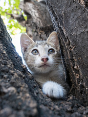Little cute kitten on tree