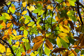 Autumn Leaves Sunny Fall Landscape Colorful Foliage Background