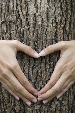 woman's hands making a heart shape on a tree trunk