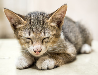 Little cute kitten lay on outdoor corridor
