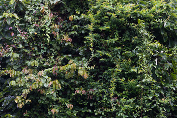 Green rain forest in south of Thailand.