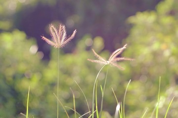 grass flower