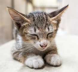 Little cute kitten lay on outdoor corridor