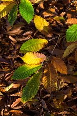 Autumn Leaves Sunny Fall Landscape Colorful Foliage Background