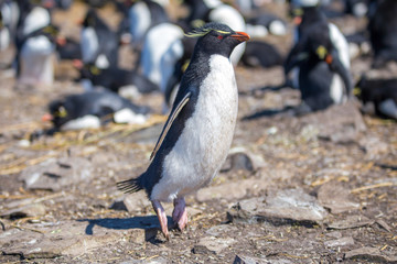 Rockhopper Penguin hopping in colony