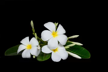 Peel and stick wall murals Frangipani plumeria flower isolated on black background