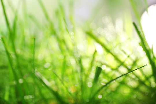 Dew on green grass closeup