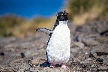 Rockhopper Penguins in colony