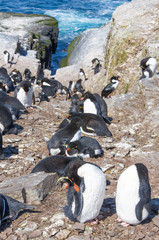 Rockhopper Penguins in colony